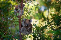 Koala - Phascolarctos cinereus o3164